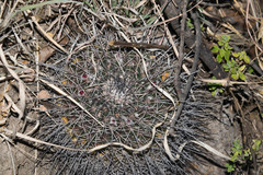 Mammillaria wagneriana