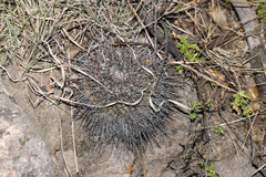 Mammillaria wagneriana