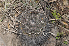 Mammillaria wagneriana