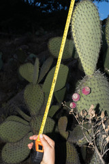 Opuntia hyptiacantha