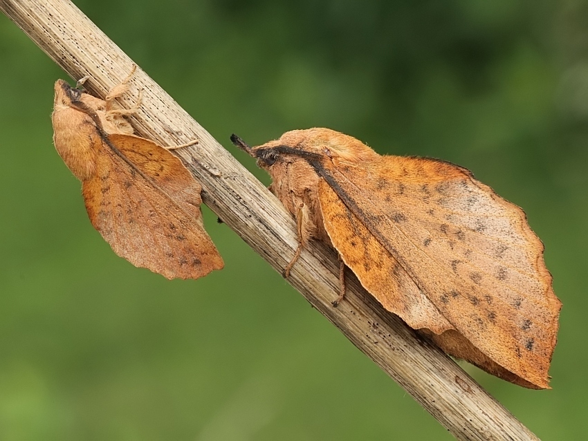 poplar lappet