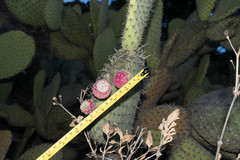 Opuntia hyptiacantha