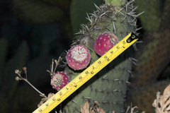 Opuntia hyptiacantha