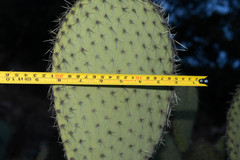 Opuntia hyptiacantha