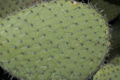 Opuntia hyptiacantha