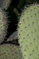 Opuntia hyptiacantha
