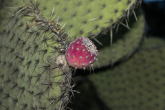 Opuntia hyptiacantha