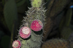 Opuntia hyptiacantha