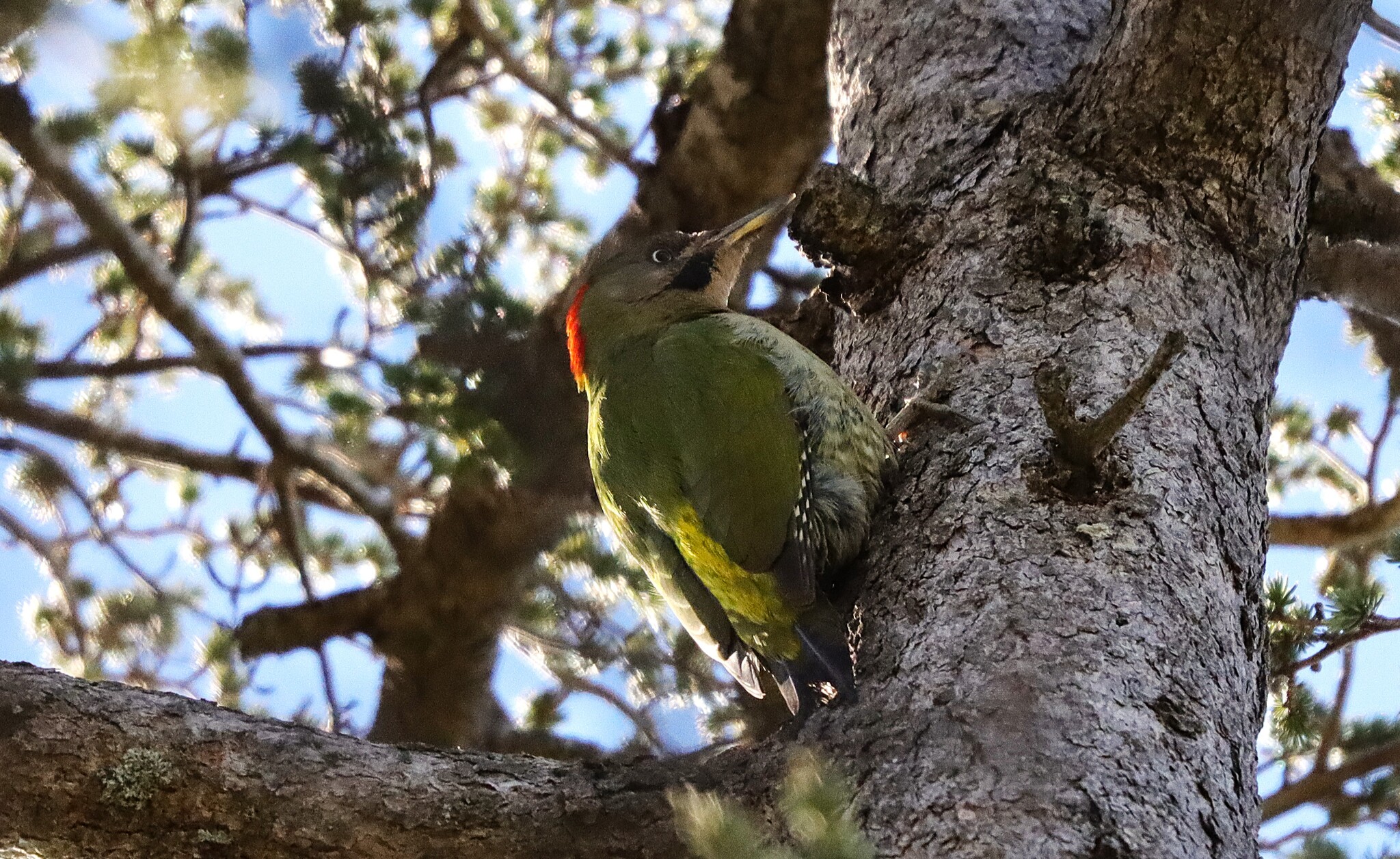 Levaillant's Woodpecker (Picus vaillantii), photo 1
