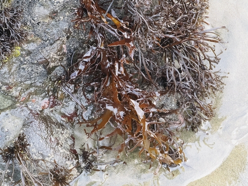 Pachymenia lusoria, 2026-02-10