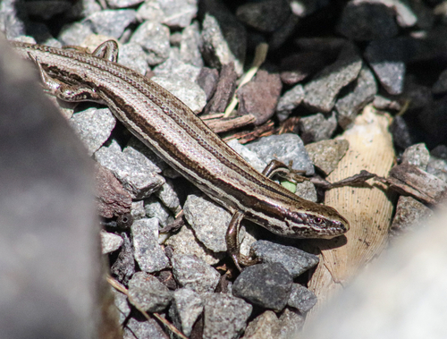 New Zealand Grass Skink, Marshs Rd, Christchurch, Canterbury, NZ, photo 7 of 10