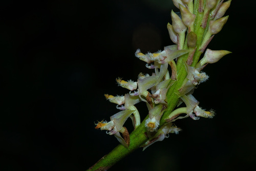 Bulbophyllum imerinense