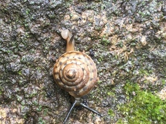 Trochonanina
