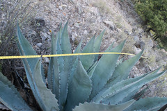 Agave durangensis