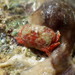 Platypodiella rotundata - Photo (c) Jeff Goddard, μερικά δικαιώματα διατηρούνται (CC BY-NC), uploaded by Jeff Goddard