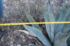 Agave durangensis