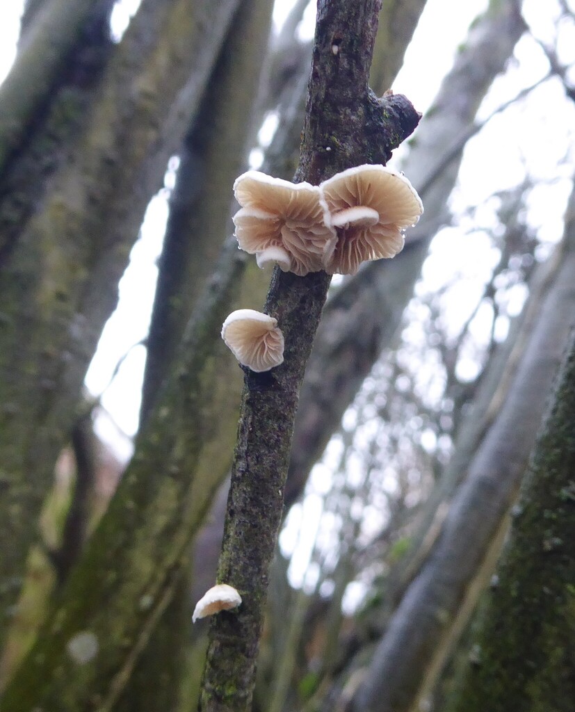 Crepidotus · February 2026 · photo: © notonectaneta (iNaturalist, cc0)
