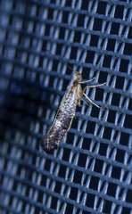 Argyresthia spinosella