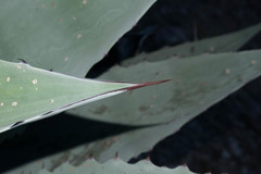 Agave durangensis