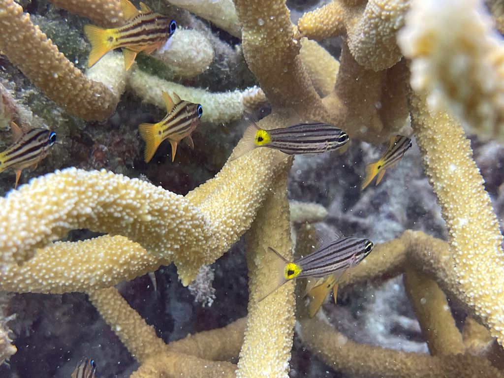 Blue-eye cardinalfish (Ostorhinchus compressus) — Apogonidae