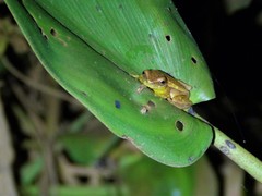 Dendropsophus nanus