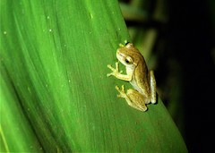 Dendropsophus nanus