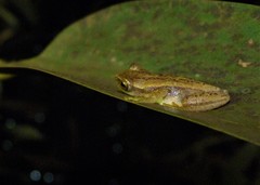 Dendropsophus nanus