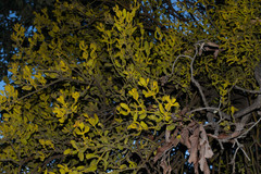 Phoradendron flavum