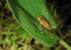 Dendropsophus nanus