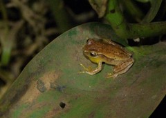 Dendropsophus nanus