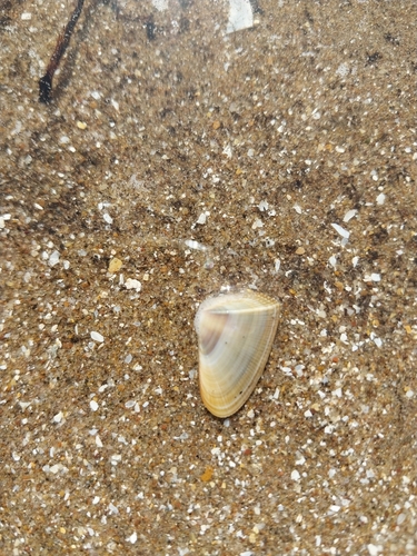 Donax hanleyanus
