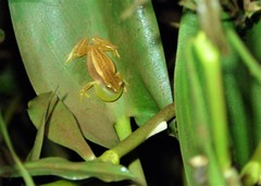 Dendropsophus nanus