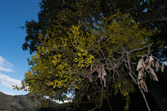 Phoradendron flavum