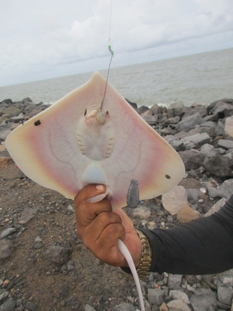 Colares Stingray