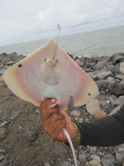 Colares Stingray photo 1