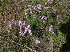 Gypsophila sambukii