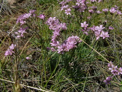 Gypsophila sambukii