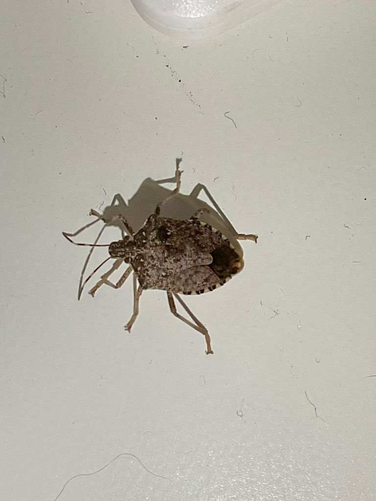 Brown Marmorated Stink Bug in February 2026 by Mireia Querol · iNaturalist