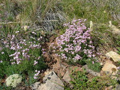 Gypsophila sambukii