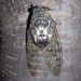 Robust Cicada - Photo (c) danamihaimileazachi, some rights reserved (CC BY-NC)