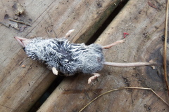 Sorex hoyi