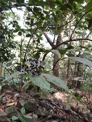 Viburnum rugosum image