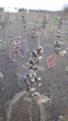 Vitex rotundifolia