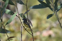 Microeca flavigaster