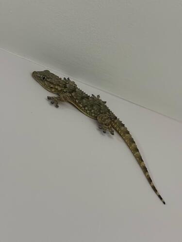 Moorish Gecko, Albany, Auckland 0632, New Zealand, photo 8 of 10