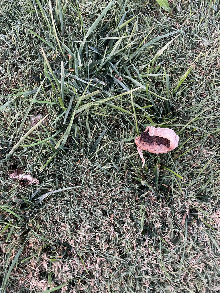 Agaricus bernardii · January 2026 · photo: © pleasenotanothereust (iNaturalist, cc0)