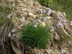 Gypsophila sambukii