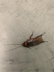 Periplaneta australasiae