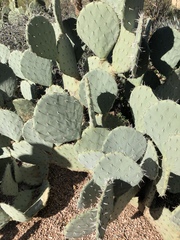 Opuntia chlorotica