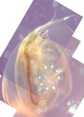 Simocephalus